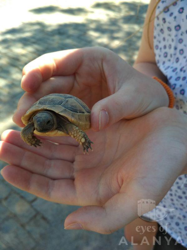 little turtle in the Castle -Mitropolskaia, Marina