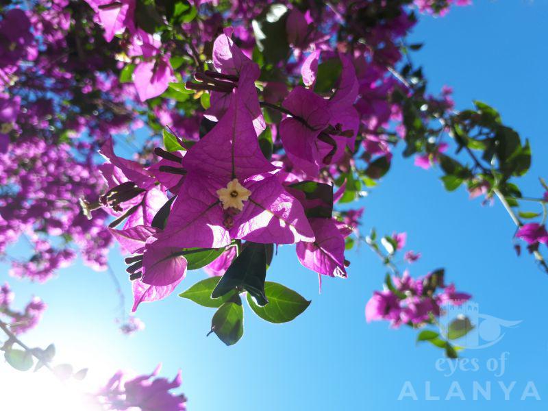 Blooming Alanya -Shahbazi, Natavan