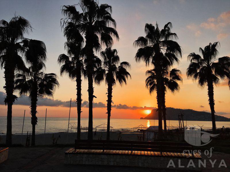 Alanya Oba -Şahin, Cavit