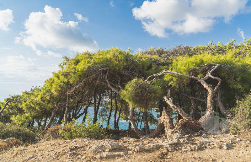 Turkish pines in Okulcalar, Alanya -Chernus, Svitlana