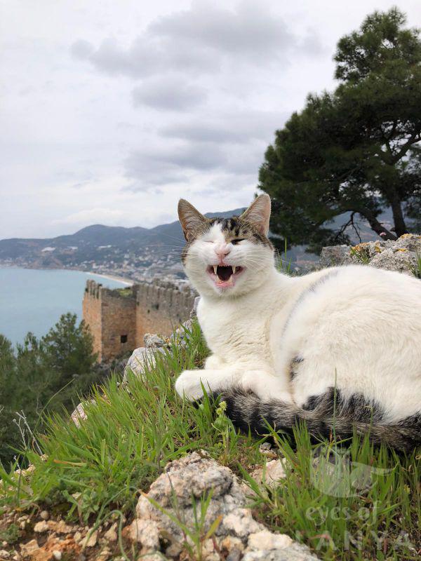 Alanya Kalede kedi bize güzel bir poz verdi -Özdemir, Hüseyin