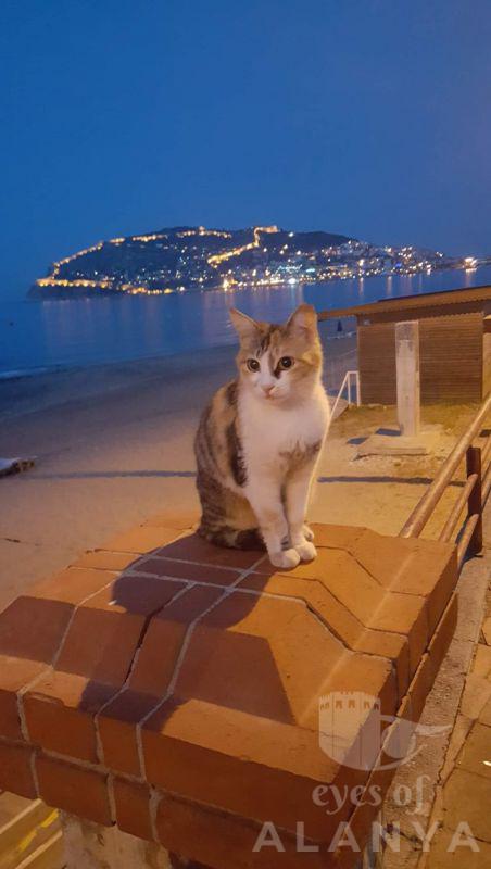 gün doğmadan alanya ve patili dostumuz kedi -atay, selsmi