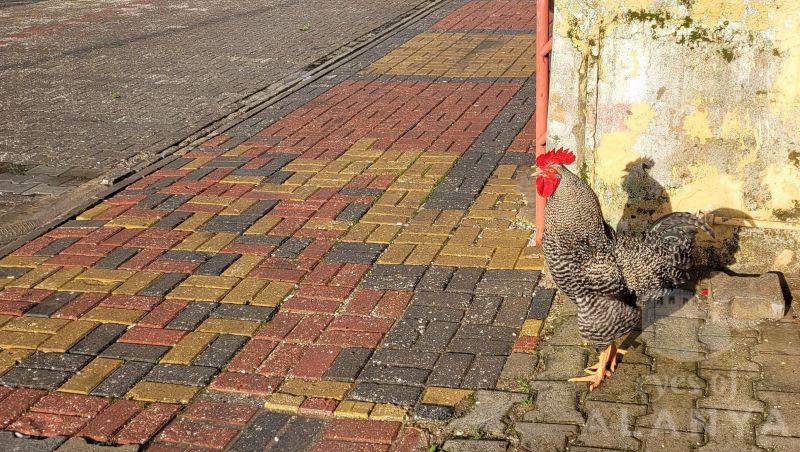 The cock in the street of Oba -Turtiainen, Merja