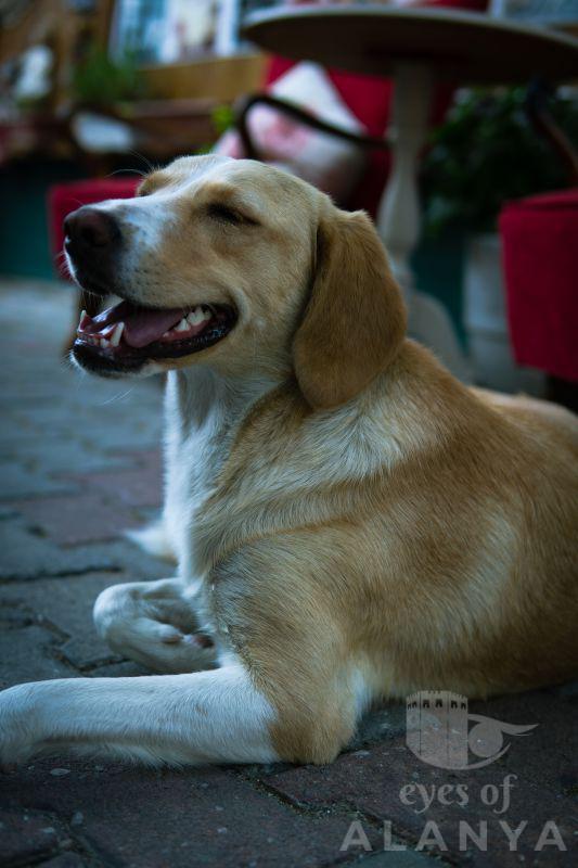 Mutlu köpek -Çifyıldız, Okyay