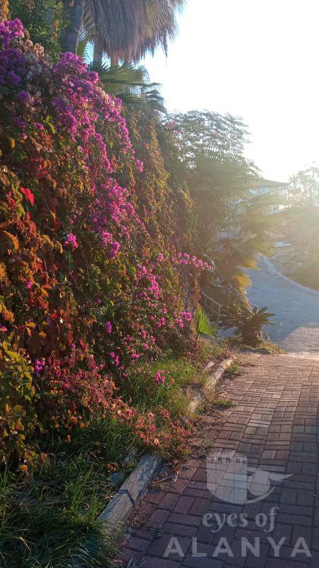 Early morning in Alanya. -Gildin, Salavat