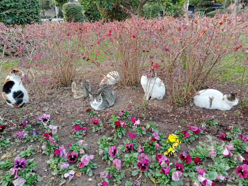 Alanya's cats -Morozov, Andrei