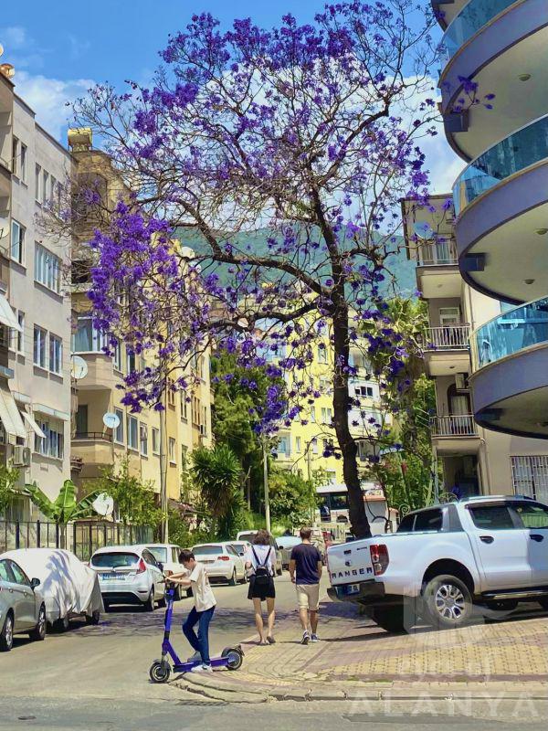 Blooming Alanya -Po, Alena