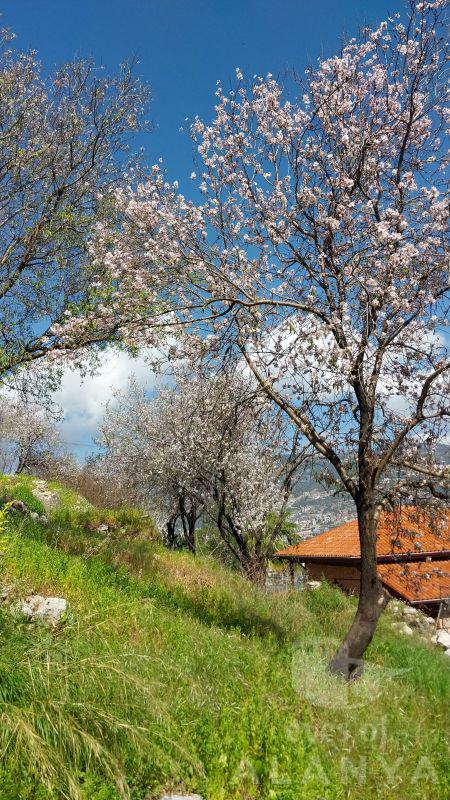 Alanya ilkbahar -Bağış, Zeynep