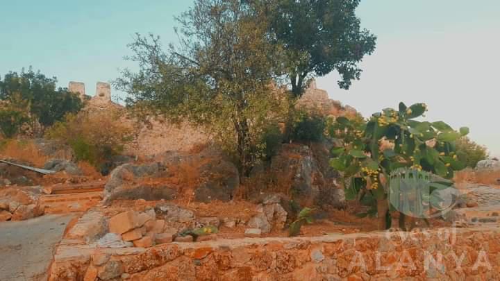 Cactaceae -şimşek, şerife