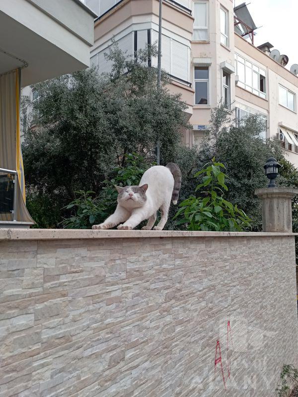 kedi mutluluğu -Shevchenko, Evgeniia