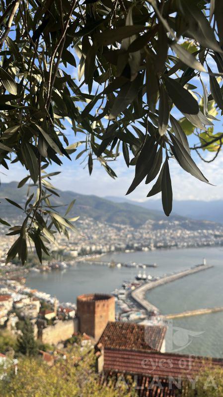 Zeytin Ağacı Gölgesinde -Peker, Aybala