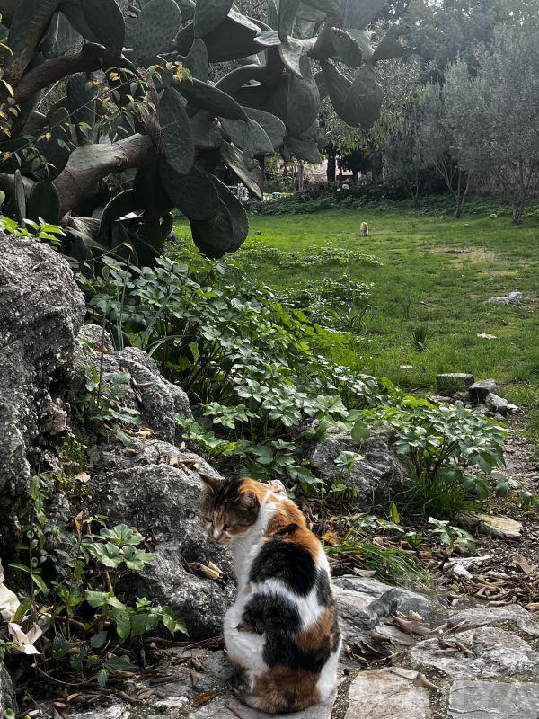 Kale’nin sakinleri -Peker, Aybala